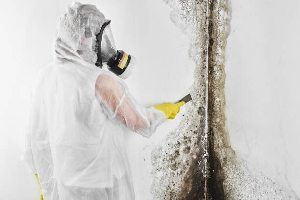 Best HVAC Mold Remediation in Hamilton, MT