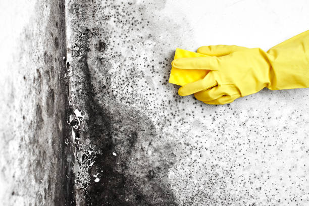 Best Residential Mold Remediation in Hamilton, MT