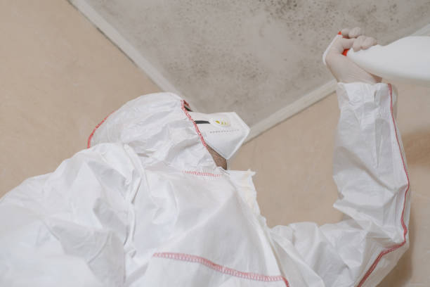 Best Preventive Mold Services in Hamilton, MT