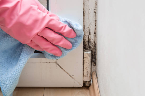Best Black Mold Remediation in Hamilton, MT