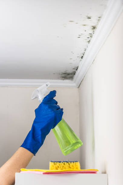 Best Mold Testing and Inspection Services in Hamilton, MT